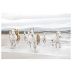 Fotobehang White Horses Speciaal fotobehangpapier
