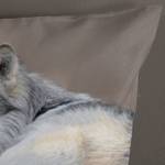 Copripiumino e federa Wolf Microfibra - Tortora - 140 x 200/220 cm + cuscino 70 x 60 cm