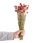 Droogbloemen Kugelamarant FLOWER MARKET plantenblad - Rood