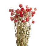 Droogbloemen Kugelamarant FLOWER MARKET plantenblad - Rood