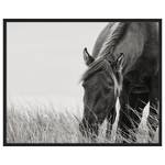 Bild Sable Horse Buche Massiv / Acrylglas - Schwarz - 42 x 52 cm