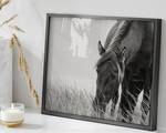 Bild Sable Horse Buche Massiv / Acrylglas - Schwarz - 42 x 52 cm