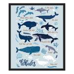 Quadro All Kind Of Whales Faggio massello / Vetro acrilico - Nero - 53 x 63 cm