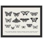 Tableau déco Butterfly Collection Hêtre massif / Plexiglas - Noir - 33 x 43 cm