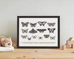 Quadro Butterfly Collection Faggio massello / Vetro acrilico - Nero - 33 x 43 cm