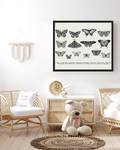 Bild Butterfly Collection Buche Massiv / Acrylglas - Schwarz - 53 x 63 cm