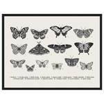 Afbeelding Butterfly Collection massief beukenhout/acrylglas - zwart - 63 x 83 cm