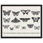 Tableau déco Butterfly Collection Hêtre massif / Plexiglas - Noir - 43 x 53 cm