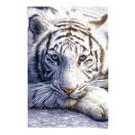 Poster White Tiger Papier - Weiß - 61 x 91,5 cm