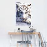 Poster White Tiger papier- wit - 61 x 91,5 cm