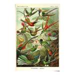 Poster Kolibris Papier - Mehrfarbig - 61 x 91,5 cm