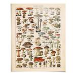 Poster Mushrooms papier - beige - 40 x 50 cm