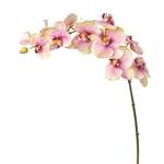 Orchidee Phalaenopsis Budy Pink