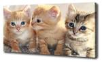 Wandbild Kleine Katzen 100 x 50 cm