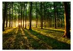 Fototapete Spring: Morning Forest in the
