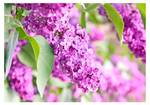 Fototapete Lilac flowers