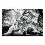 Impression d’art Tigerblick II Gris - Blanc - Bois manufacturé - Papier - 90 x 60 x 2 cm