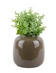Ivy Vase Medium