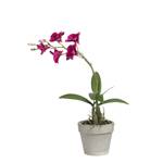 Orchidee Dendrobium im Topf Pink - 1 x 33 x 1 cm