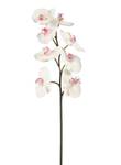 Orchidee Phalaenopsis Pink - Kunststoff - 1 x 60 x 1 cm