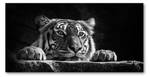 Wandbild Tiger 120 x 60 cm