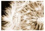 Fototapete sepia Dandelion