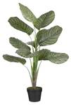 Calathea Kunstpflanze Orbifolia