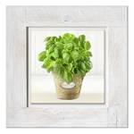 Afbeelding achter glas Basilikum Groen - Meerkleurig - Massief hout - 50 x 50 x 2.1 cm