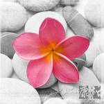 Glasbild Frangipani Pink I Grau - Pink - Weiß - Glas - 30 x 30 x 0.5 cm