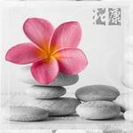 Print achter glas Frangipani Pink II Grijs - Roze - Wit - Glas - 30 x 30 x 0.5 cm