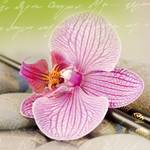 Image sous verre Orchidee I 30 x 30 cm