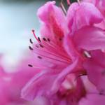 Image sous verre Pink Flower 50 x 50 cm