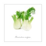 Kunstdruck Fenchel Größe: 50 x 50 cm