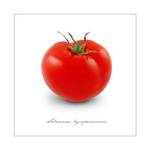 Kunstdruck Tomate Größe: 20 x 20 cm