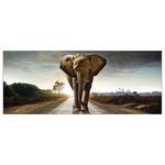 Floatglasbild Elephant Multicolor - Glas - 80 x 30 x 1.3 cm