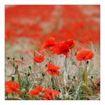 Floatglasbild Red Flowers Multicolor - Glas - 80 x 80 x 1.5 cm