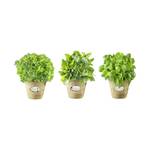 Wandafbeelding Herbs Meerkleurig - Wit - Plastic - 30 x 75 x 1.4 cm