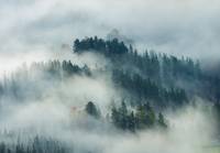 Vlies Fototapete Wald im Nebel Natur