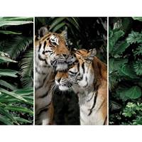 Triptyque sur toile couple de tigres
