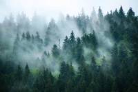 Fototapete Nebel Wald 366 x 254 cm