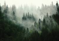 Vlies Fototapete Wald Nebel Wohnzimmer