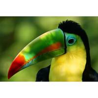 Tableau sur verre synthétique toucan mul