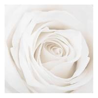 Tableau déco Pretty White Rose II