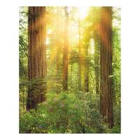 Vlies Fototapete Redwood