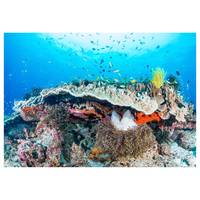 Vlies Fototapete Coral Reef