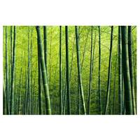 Fotomurale Foresta di bambù