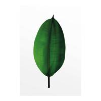 Wandbild Ficus Leaf