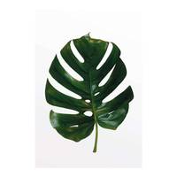 Wandbild Monstera Leaf