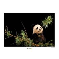 Wandbild Giant Panda