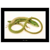 Poster Green Grass Lizard